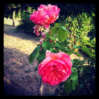 rosesinstagramxpost