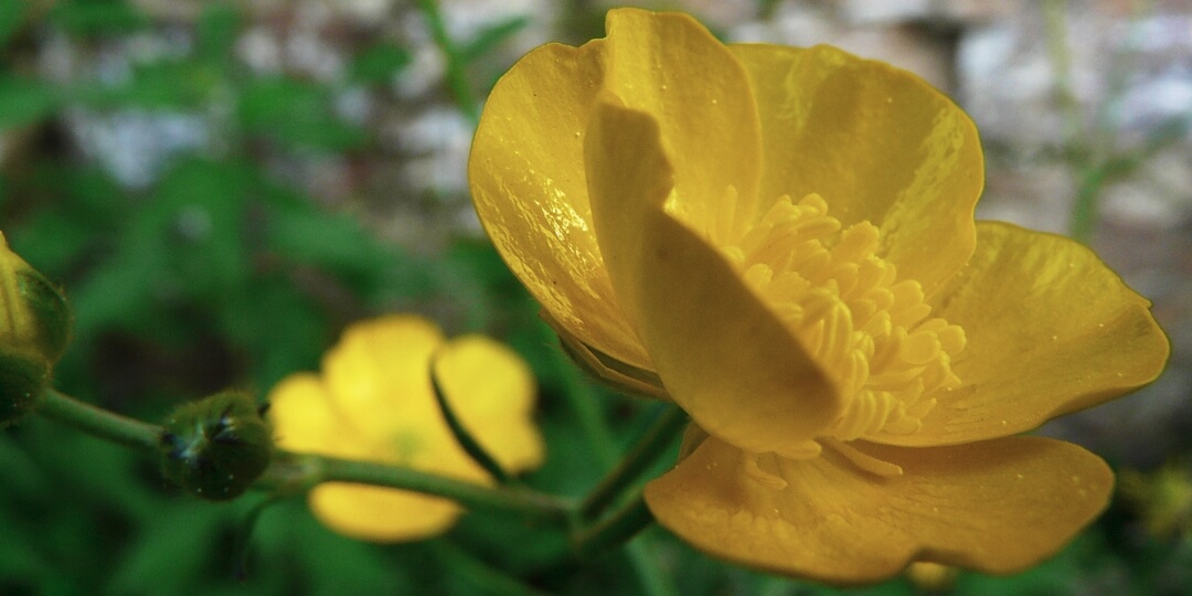 Laia Monserrat - contacto - flor amarilla