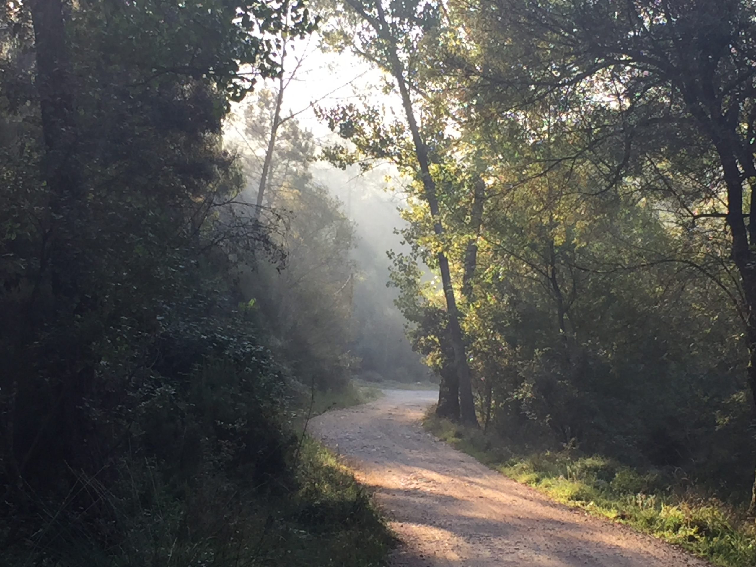 Camino en el bosque