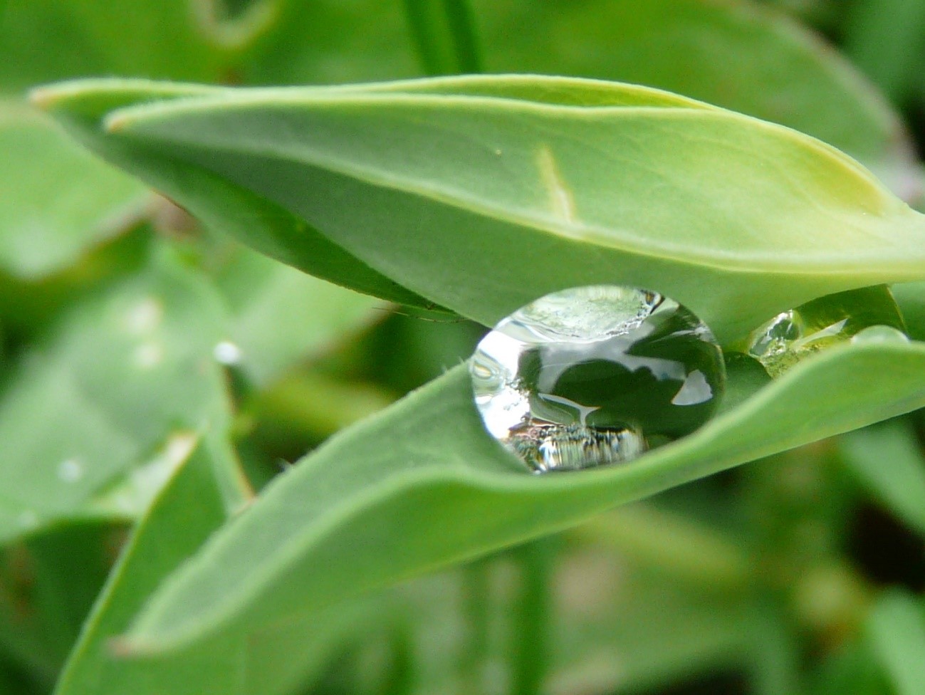 gota de rocío