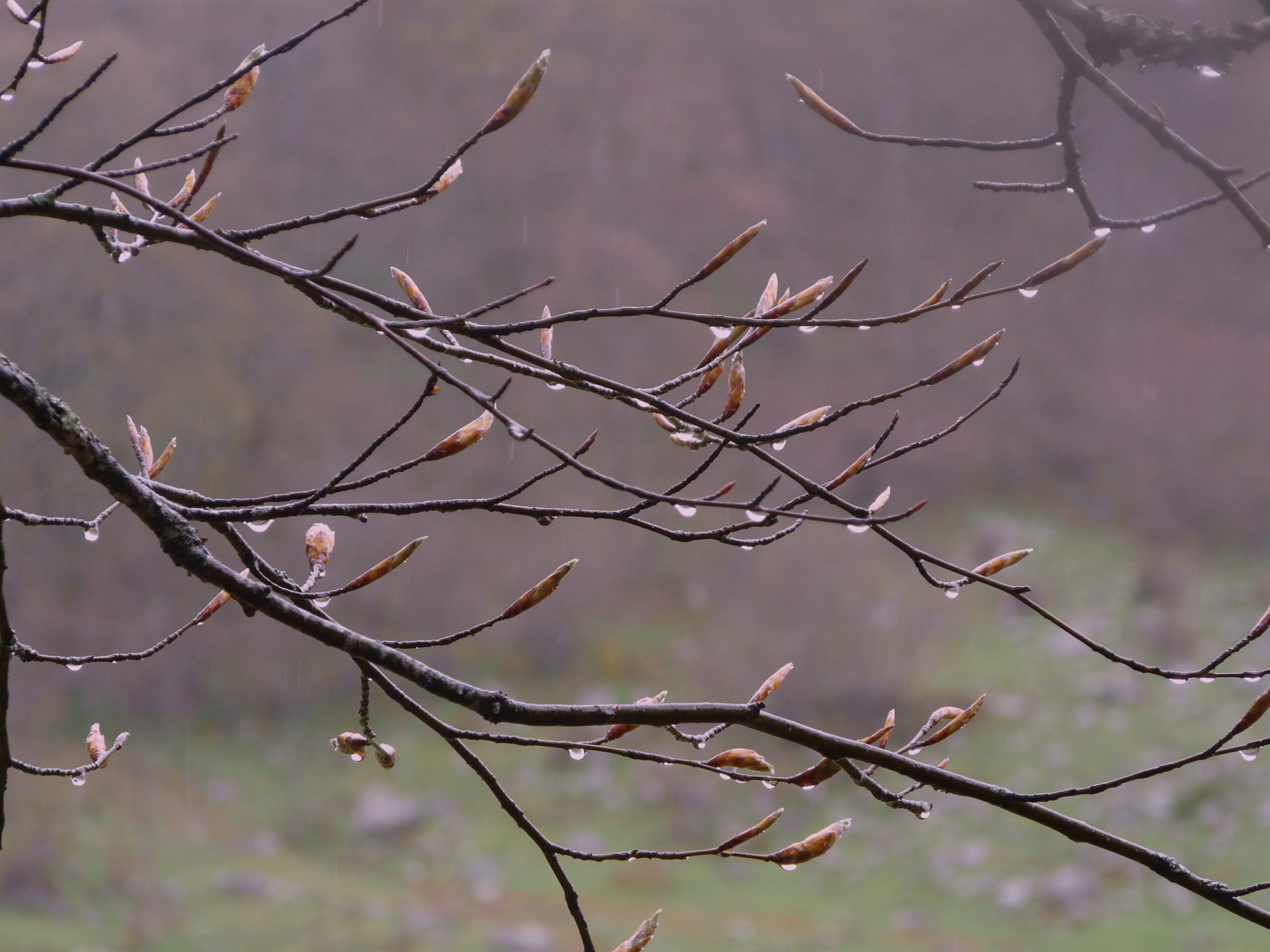 Naturaleza y presencia