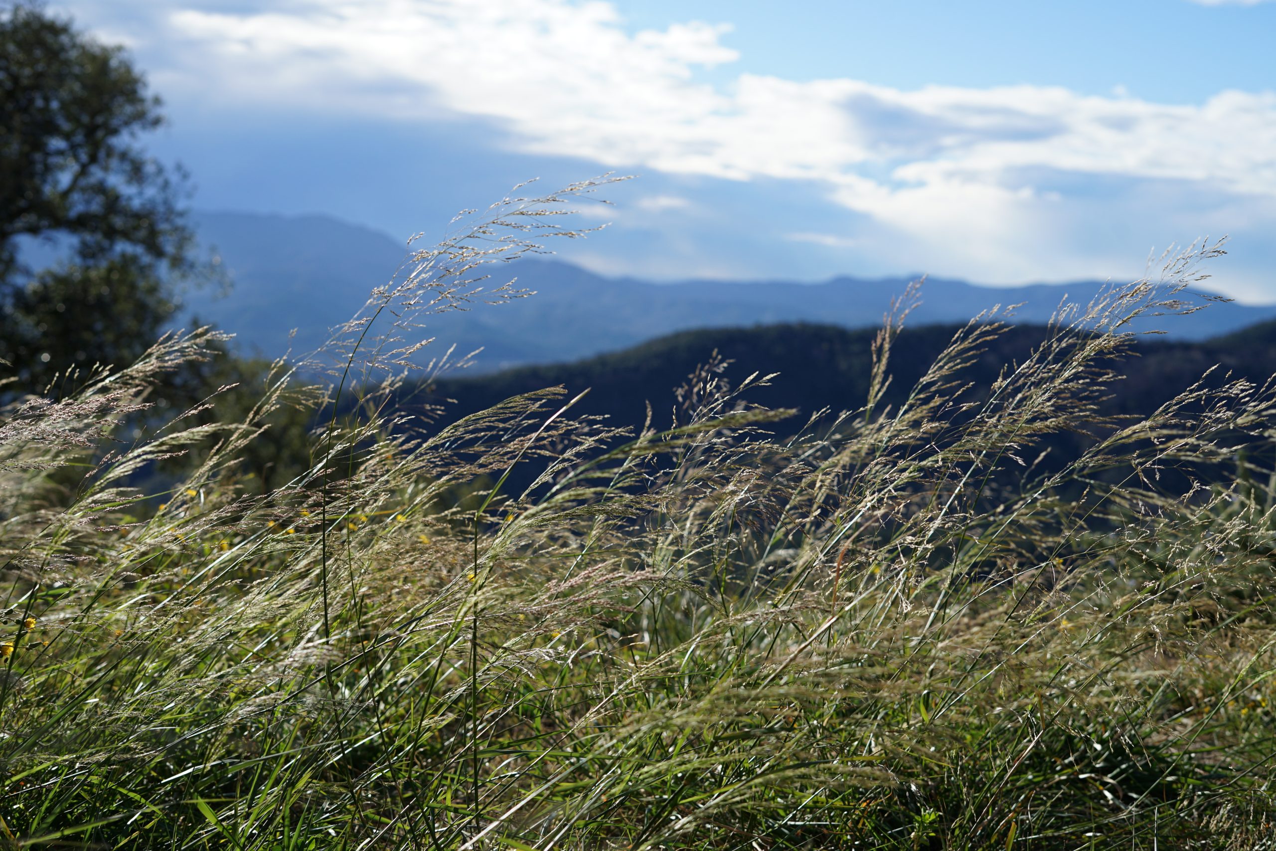 Hierbas y paisaje del Montseny
